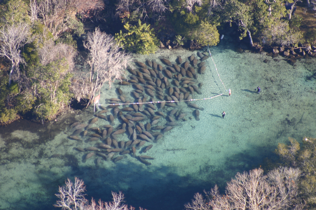 A Remarkable Manatee Sighting Stirs Hope | Defenders of Wildlife